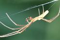 Tetragnatha_montana_D3737_Z_84_Vinkenveense plassen_Nederland
